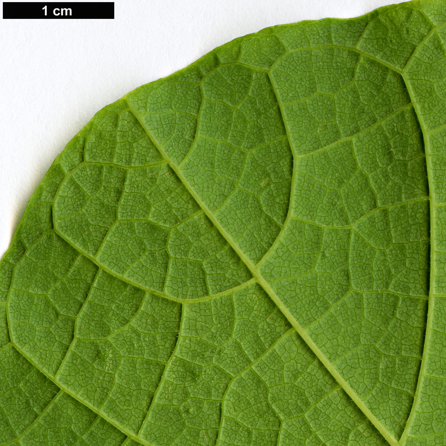 High resolution image: Family: Aristolochiaceae - Genus: Aristolochia - Taxon: manshuriensis